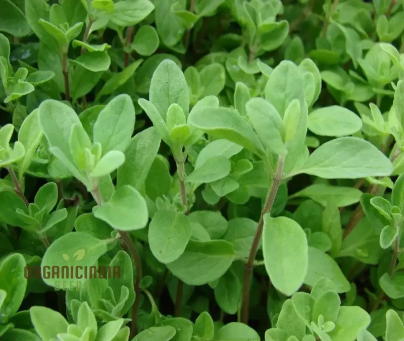 Sweet Marjoram Seeds – Prescott Fond Blanc Variety for Planting