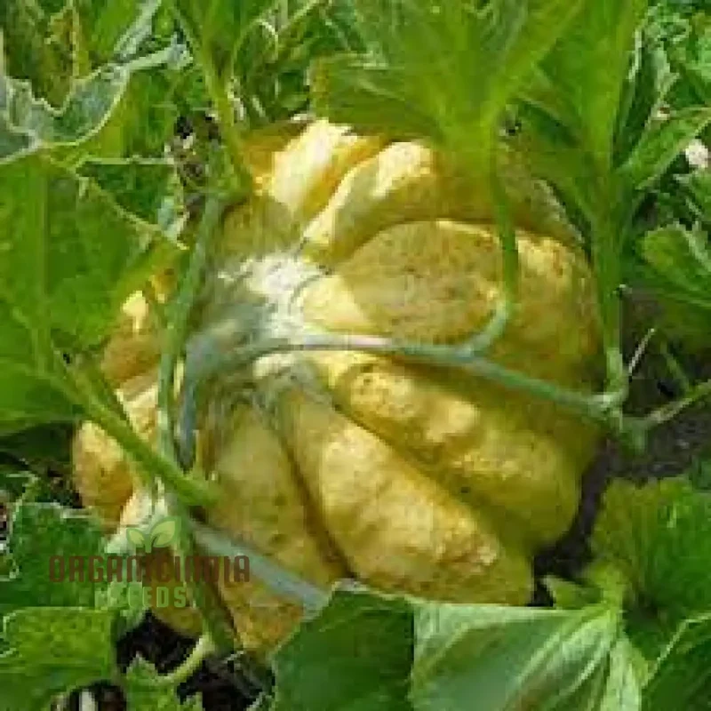 Melon Prescott Fond Blanc For Planting: Exquisite Gardening Delight for Your Green Oasis.