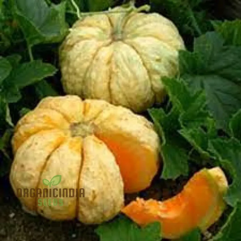 Melon Prescott Fond Blanc For Planting: Exquisite Gardening Delight for Your Green Oasis.
