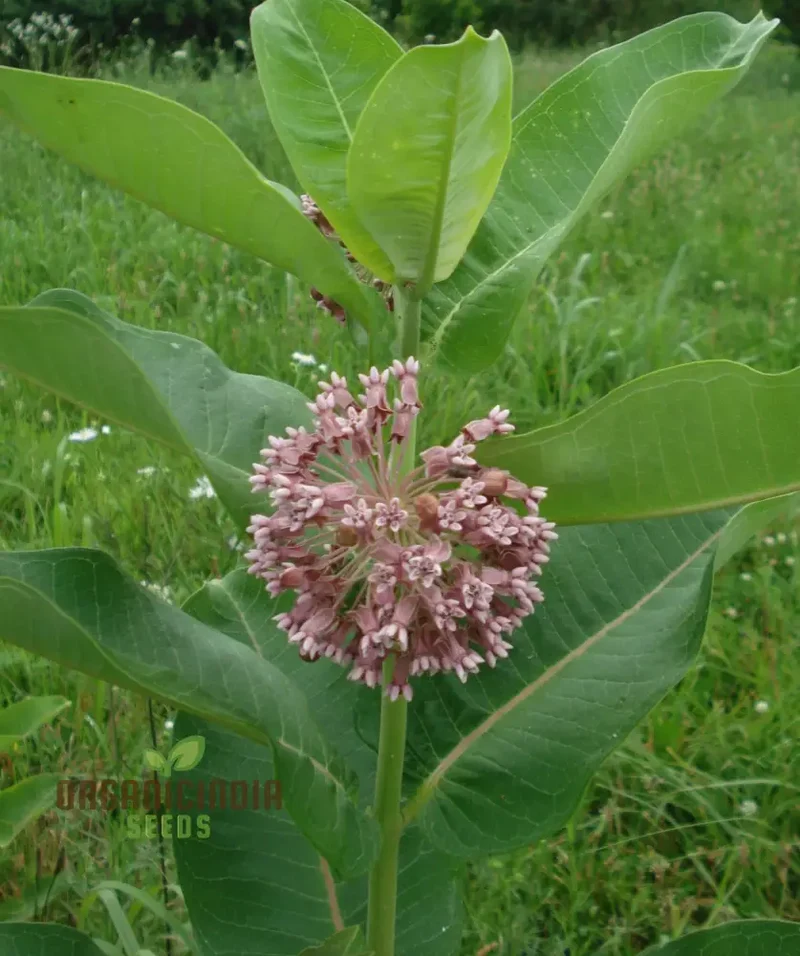 Common Milkweed Seeds – Native Flower Variety for Pollinator Gardens