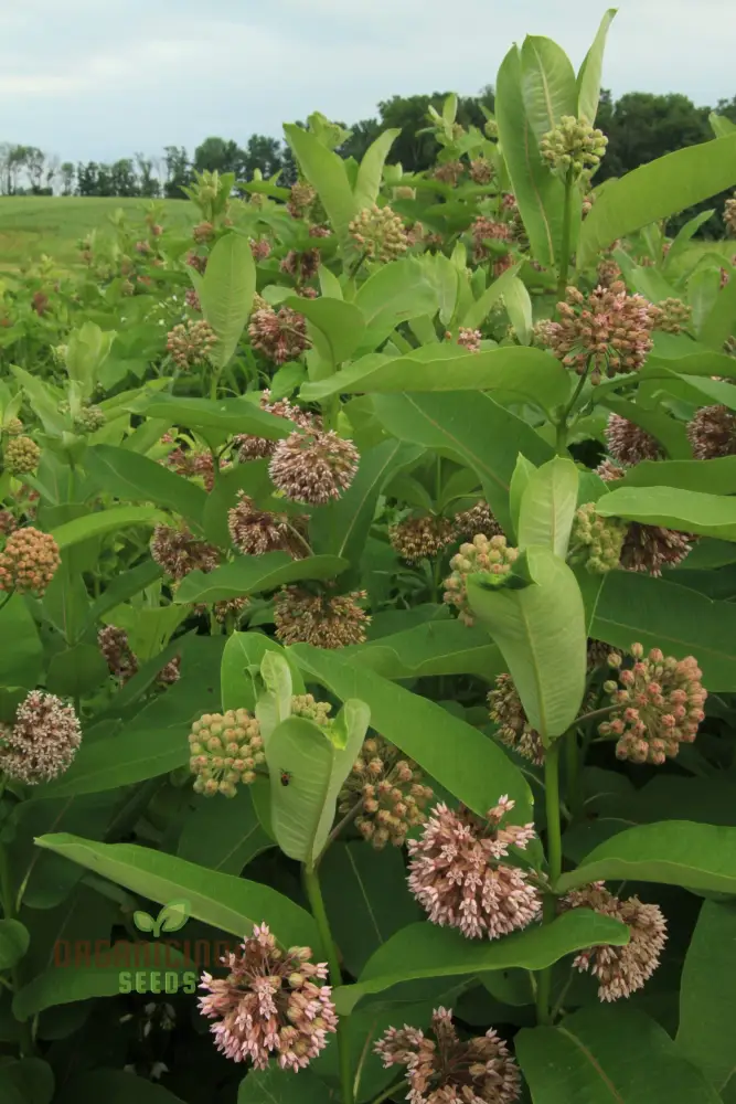 Common Milkweed Seeds – Native Flower Variety for Pollinator Gardens