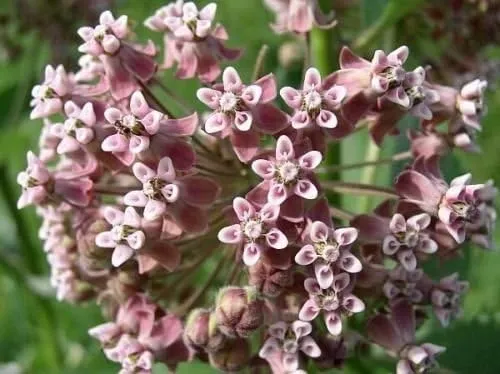 Common Milkweed Seeds – Native Flower Variety for Pollinator Gardens