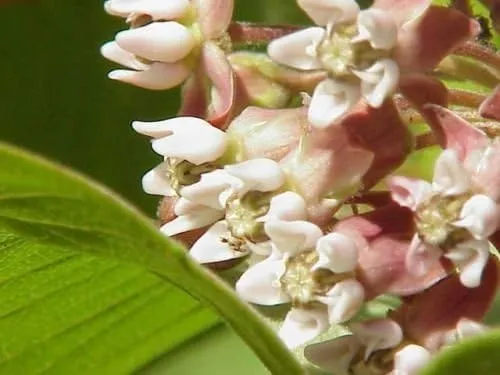 Common Milkweed Seeds – Native Flower Variety for Pollinator Gardens