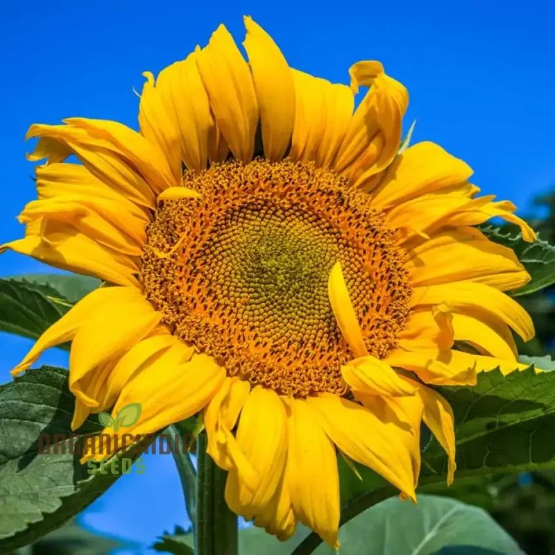 Sunflower Mongolian Giant Seeds - Grow Enormous and Majestic Mongolian Giant Sunflowers in Your Garden