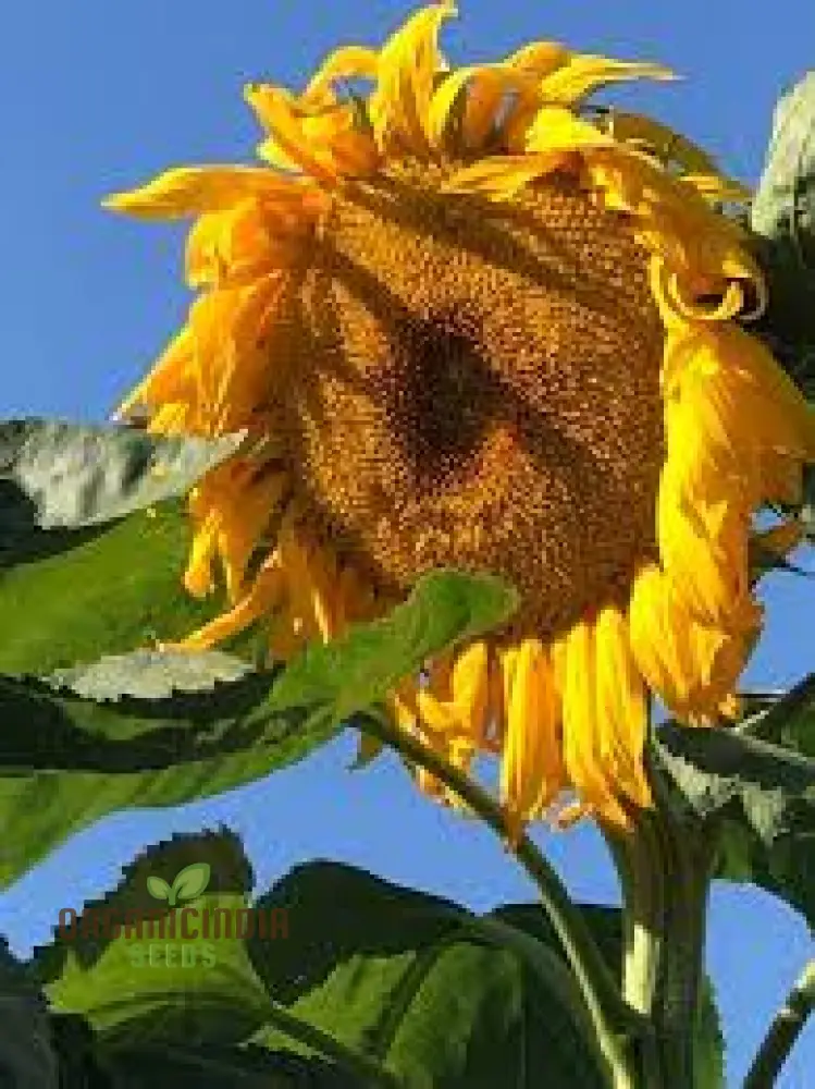 Sunflower Mongolian Giant Seeds - Grow Enormous and Majestic Mongolian Giant Sunflowers in Your Garden