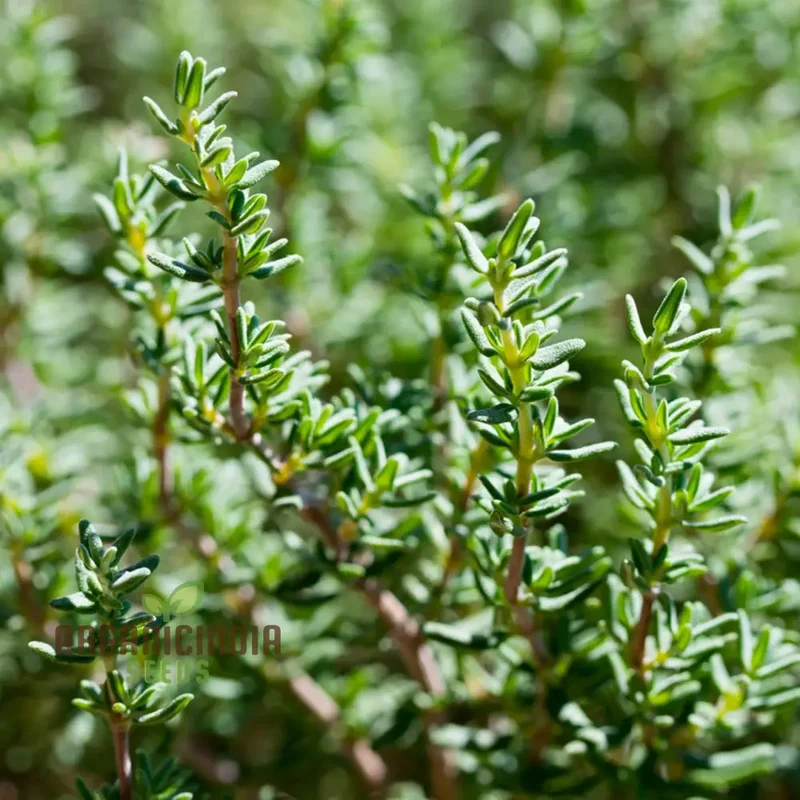 Thyme Herb Seeds – Non-GMO Aromatic Perennial for Garden & Kitchen Use