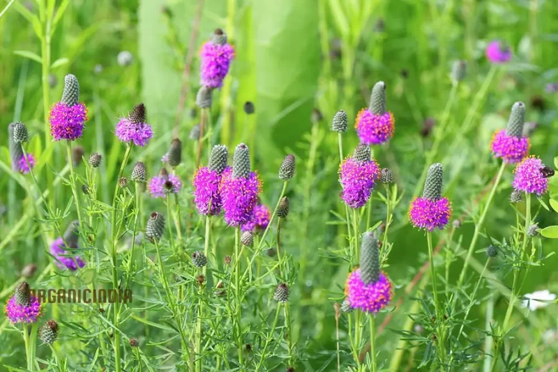 Purple Prairie Clover (Dalea purpurea) from Seeds, A Comprehensive Guide to Flower Seeds, Planting, and Gardening