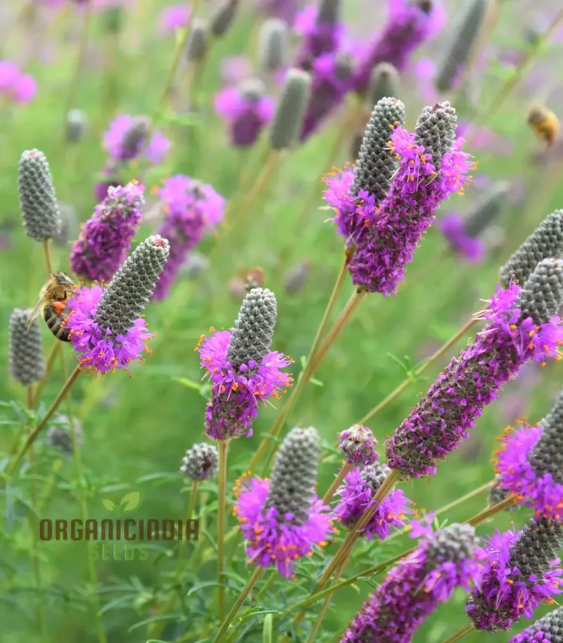 Purple Prairie Clover (Dalea purpurea) from Seeds, A Comprehensive Guide to Flower Seeds, Planting, and Gardening
