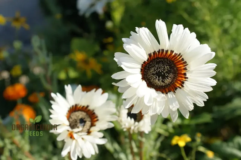 Zulu Prince Daisy Seeds - Grow Majestic Zulu Prince Daisies for a Royal Garden Display