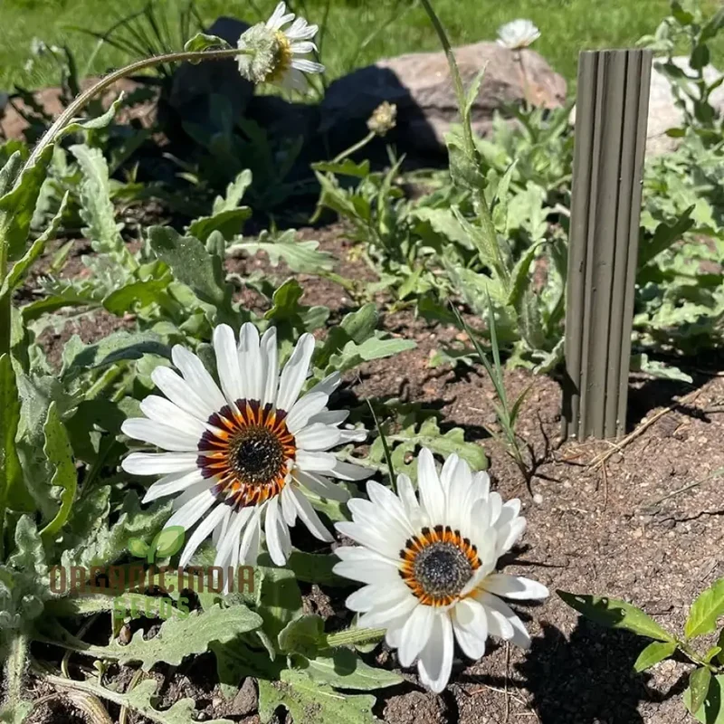 Zulu Prince Daisy Seeds - Grow Majestic Zulu Prince Daisies for a Royal Garden Display
