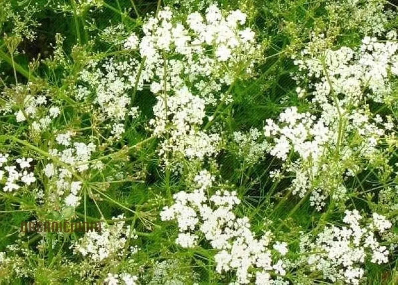Cumin Seeds for Planting – Organic Gardening Essentials for Robust Harvests
