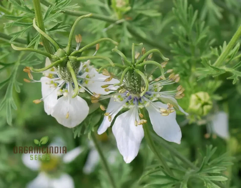 Cumin Seeds for Planting – Organic Gardening Essentials for Robust Harvests