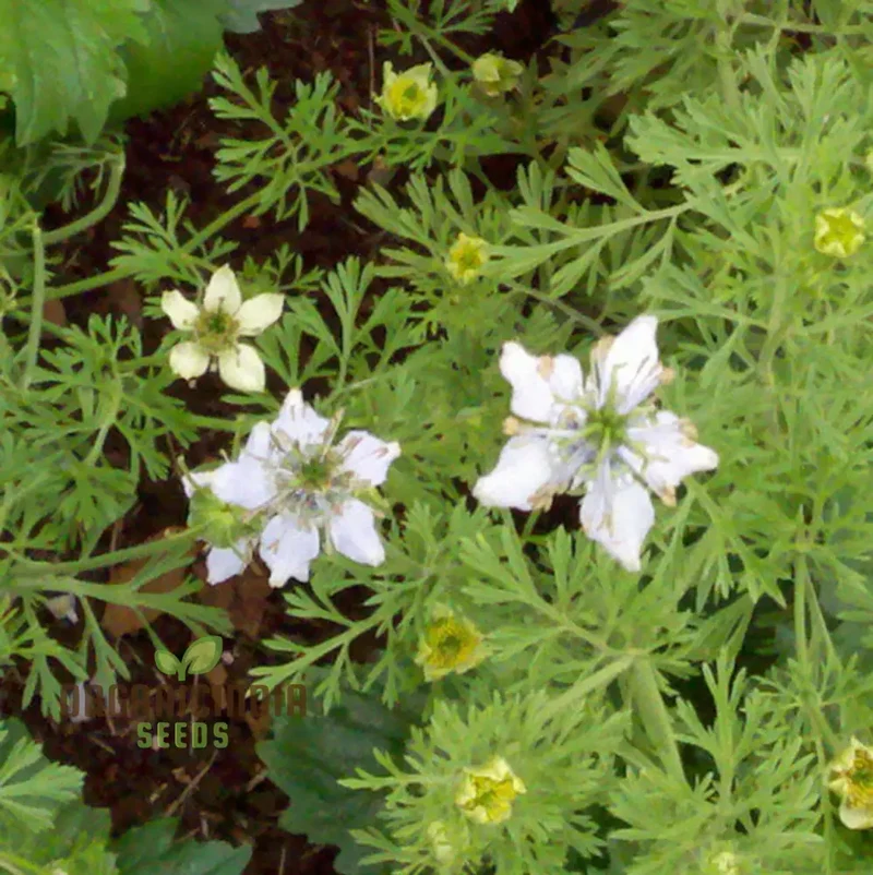 Cumin Seeds for Planting – Organic Gardening Essentials for Robust Harvests