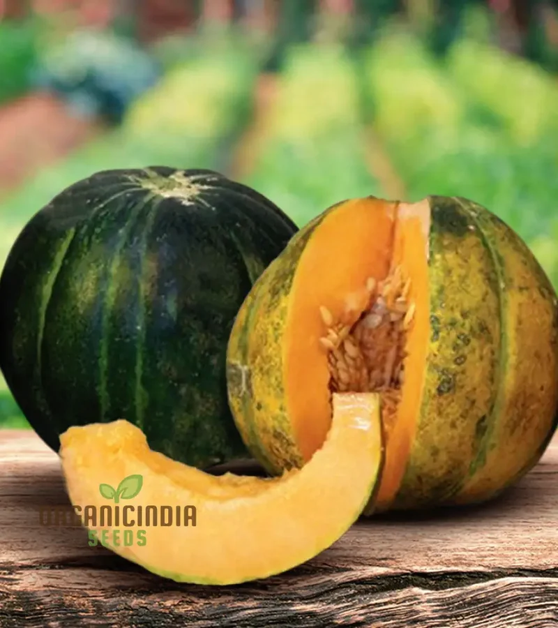 Rare Noir Des Carmes Melon Seeds For Planting: Exquisite Heirloom for Your Garden's Summertime Splendor