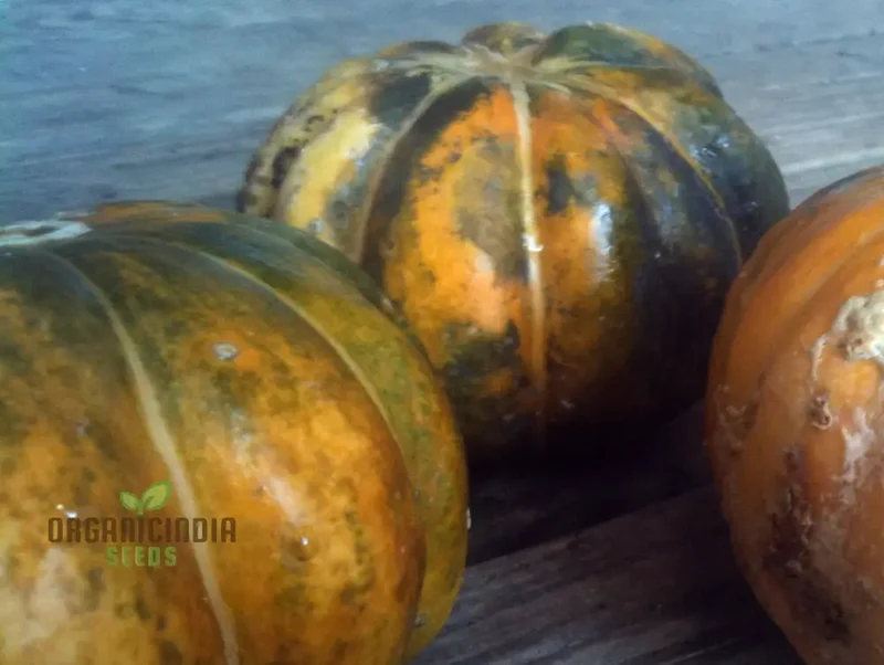 Rare Noir Des Carmes Melon Seeds For Planting: Exquisite Heirloom for Your Garden's Summertime Splendor