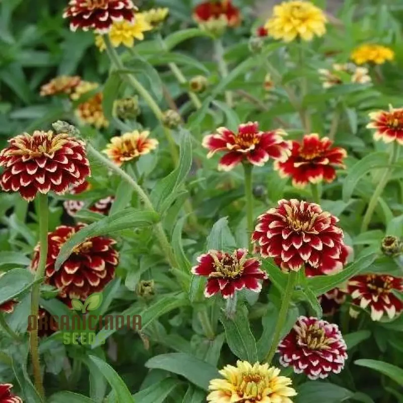 Jazzy Mix Zinnia Flower Seeds, Vibrant Variety for Gardening Enthusiasts, Premium Garden Seeds