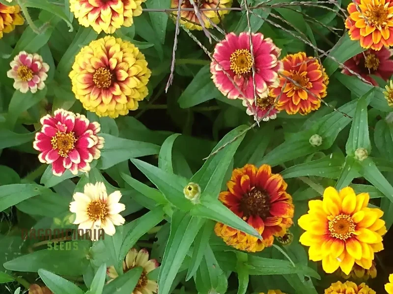 Jazzy Mix Zinnia Flower Seeds, Vibrant Variety for Gardening Enthusiasts, Premium Garden Seeds