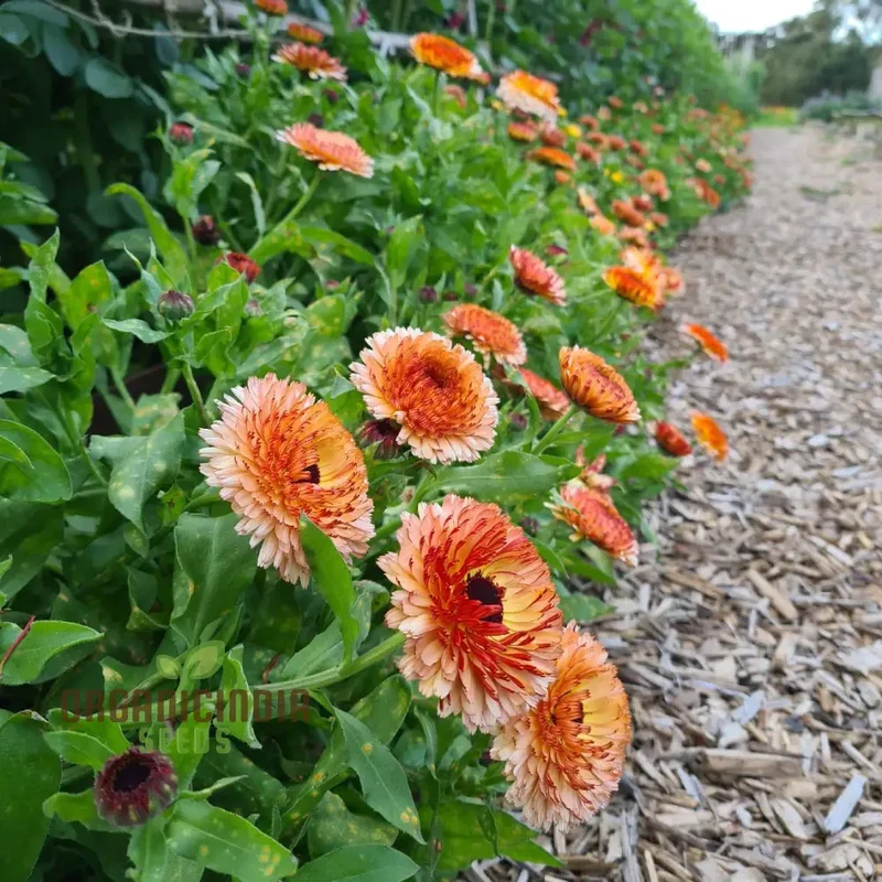 Pink Surprise Calendula Seeds - Delightful Blooms for Your Garden's Visual Appeal