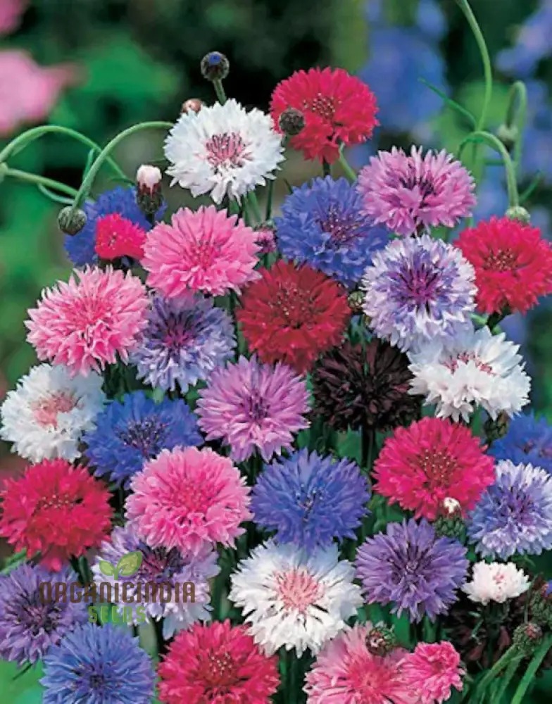 Mixed Bachelor's Buttons Flower Seeds, Enhancing Your Garden with Vibrant Variety and Expert Planting