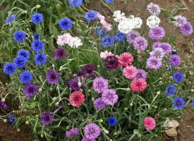 Mixed Bachelor's Buttons Flower Seeds, Enhancing Your Garden with Vibrant Variety and Expert Planting