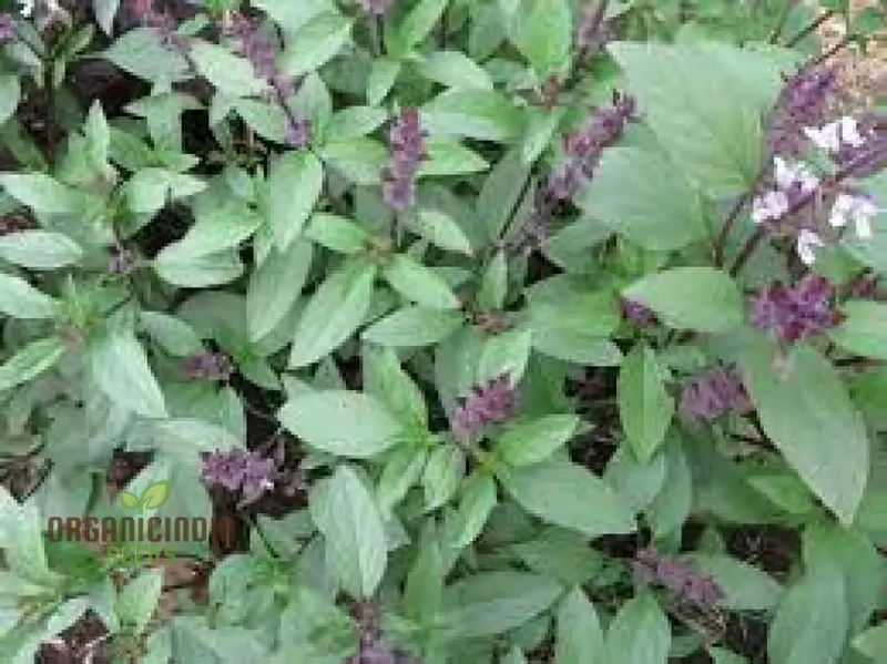 Thai Basil Seeds – Aromatic Variety for Gardening & Culinary Use