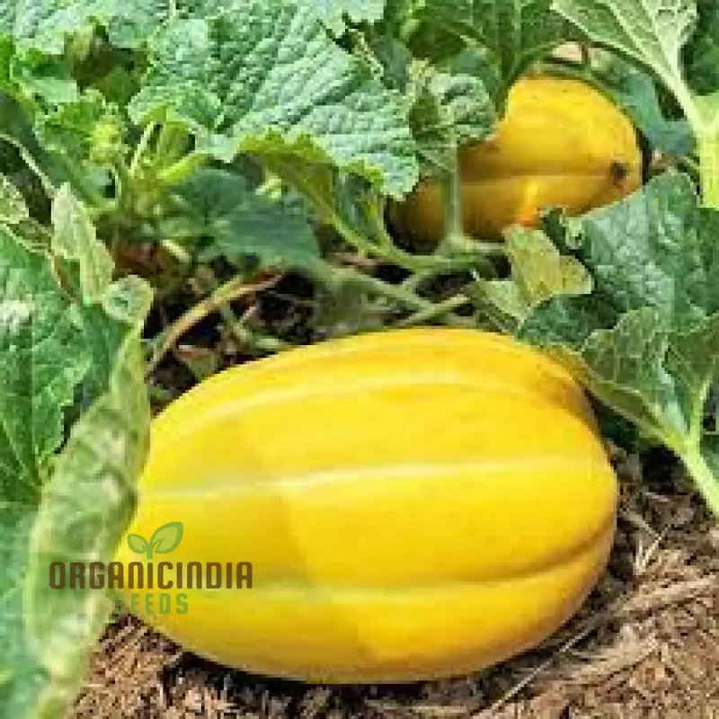 Early Silver Line Melon Seeds For Planting - Exceptional Gardening Delight for Your Summer Harvest