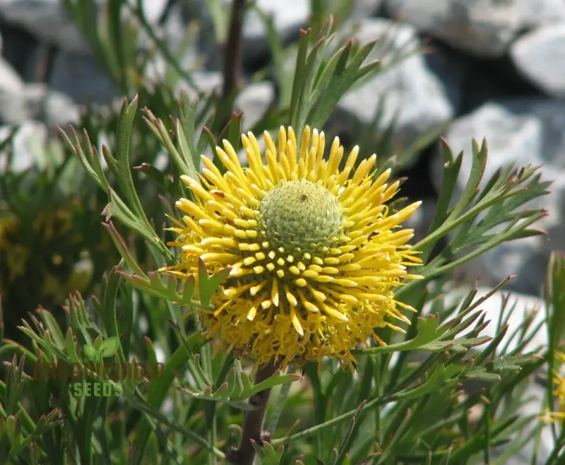 Drumstick Flower Seeds, Cultivating Unique Beauty in Your Garden with Expert Planting and Gardening