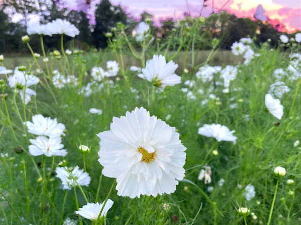 Fizzy White Cosmos Seeds – Premium Garden Bloom Variety