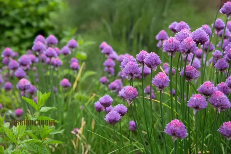 Chive Seeds – Premium Quality Herb Seeds for Fresh Home Garden Harvests