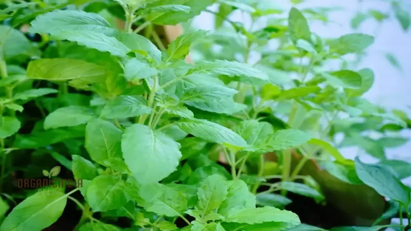 Green Leaf Tulsi Basil Seeds for Planting – Premium Organic Herb for Home Gardening, Aromatic & Culinary Variety