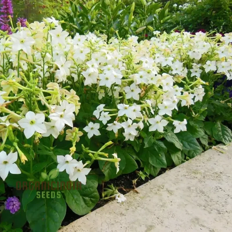 Night-Scented Tobacco Flower Seeds, Enhance Your Garden with Fragrant Beauty Using Expert Planting and Gardening