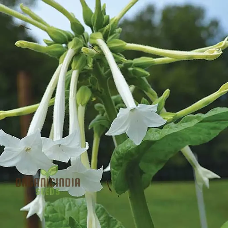 Night-Scented Tobacco Flower Seeds, Enhance Your Garden with Fragrant Beauty Using Expert Planting and Gardening