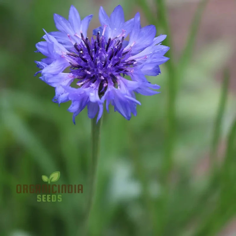 Blue Boy Bachelor's Buttons Seeds - Perfect for Vibrant Garden Flowers, Easy Planting & Gardening