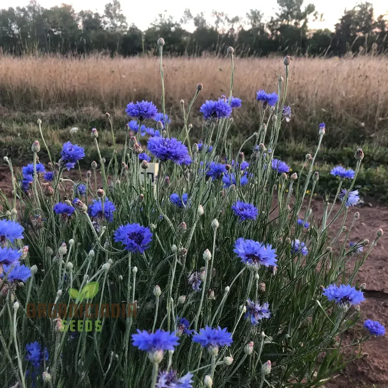 Blue Boy Bachelor's Buttons Seeds - Perfect for Vibrant Garden Flowers, Easy Planting & Gardening