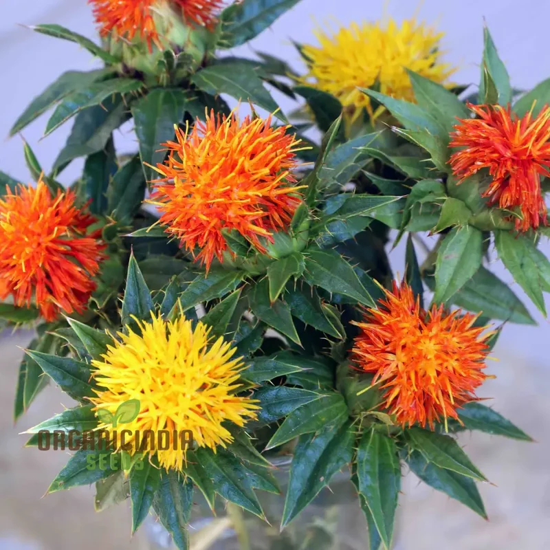 Lorenzo Trussoni Heirloom Safflower Flower Seeds, Cultivate Timeless Beauty in Your Garden with Expert Planting and Gardening