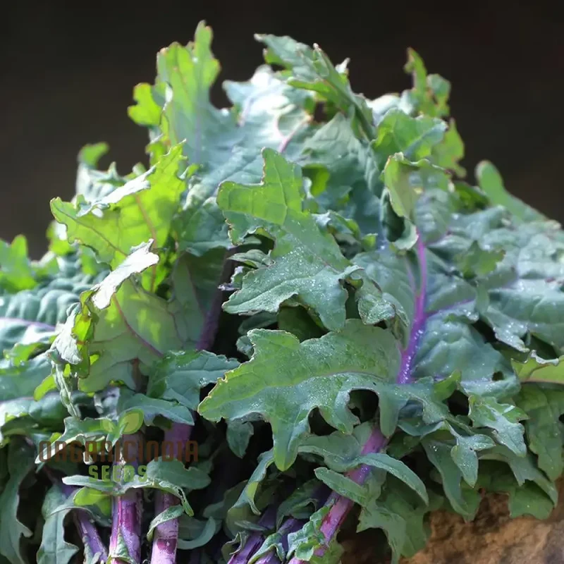 Greenpeace Kale Seeds For Planting: Sustainably Grown, Organic, and Perfect for Your Eco-Friendly Garden
