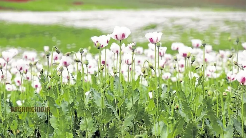 Elka White Poppy Seeds – Premium Garden Bloom Variety for Elegant Planting