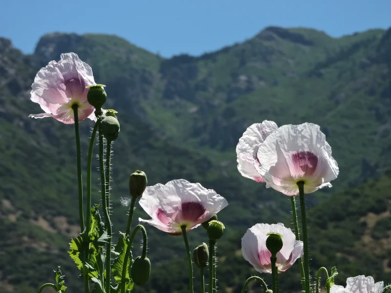 Elka White Poppy Seeds – Premium Garden Bloom Variety for Elegant Planting