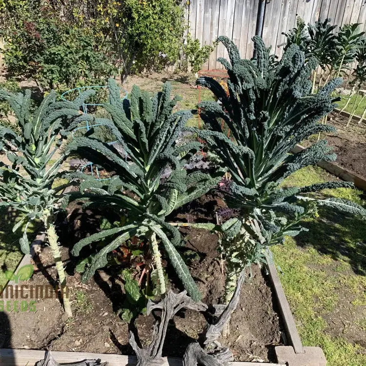 Lacinato Kale Seeds For Planting: Comprehensive Gardening Guide for Thriving, Nutritious Harvests"