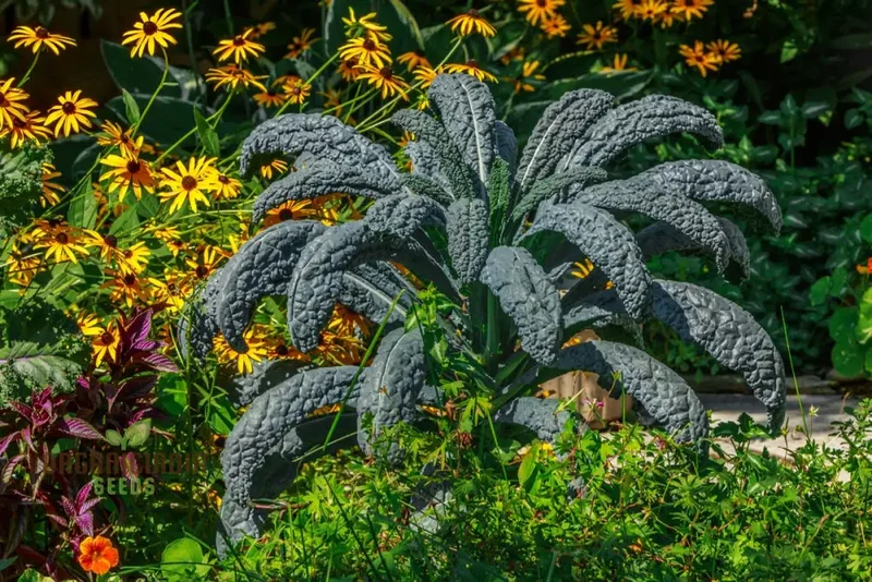 Lacinato Kale Seeds For Planting: Comprehensive Gardening Guide for Thriving, Nutritious Harvests"