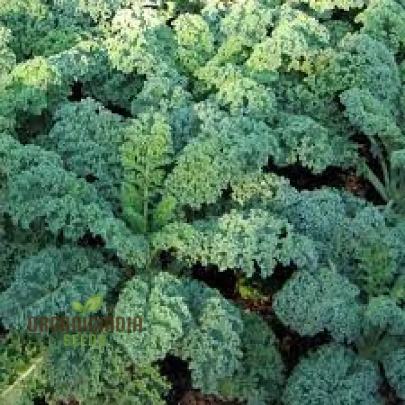 Dwarf Blue Curled Kale Seeds - Perfect for Home Gardens, Packed with Flavor and Health Benefits