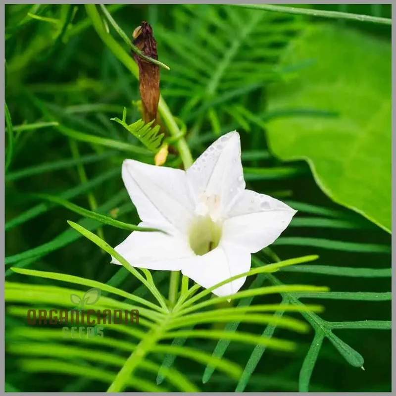 White Cypress Vine Seeds – Premium Climbing Vine Variety for Elegant Garden Displays