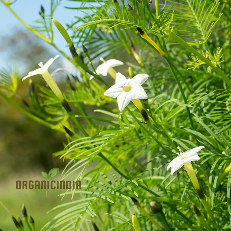 White Cypress Vine Seeds – Premium Climbing Vine Variety for Elegant Garden Displays