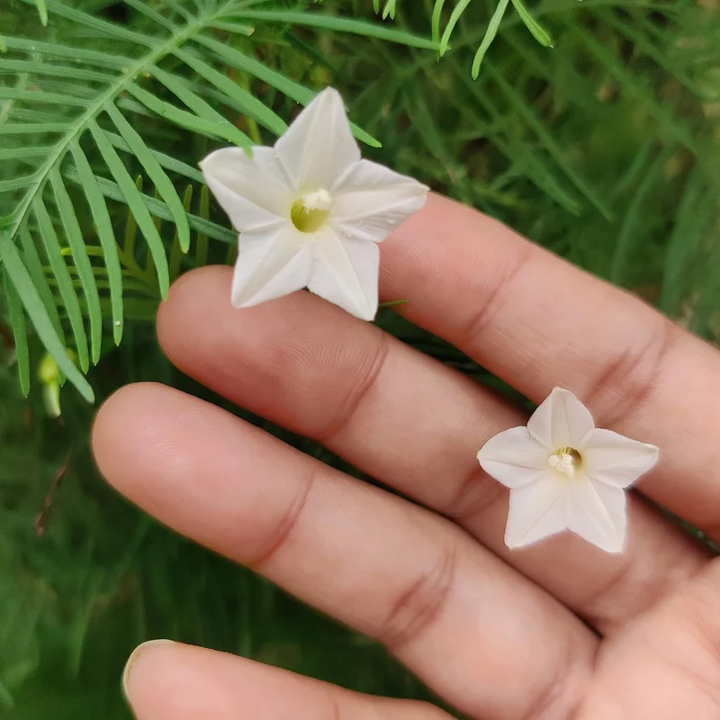 White Cypress Vine Seeds – Premium Climbing Vine Variety for Elegant Garden Displays