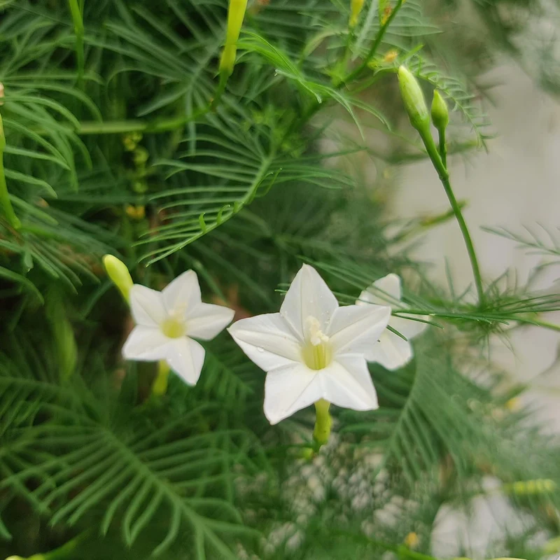 White Cypress Vine Seeds – Premium Climbing Vine Variety for Elegant Garden Displays