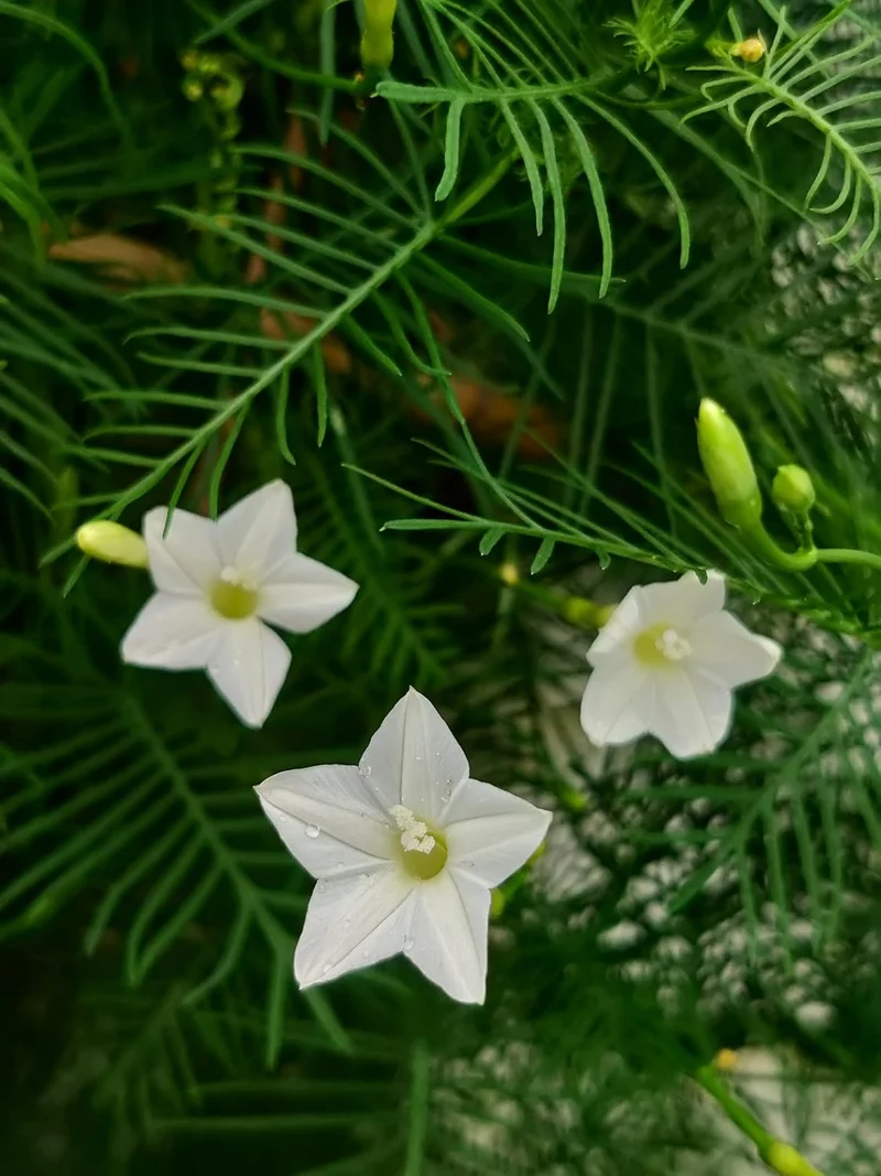 White Cypress Vine Seeds – Premium Climbing Vine Variety for Elegant Garden Displays