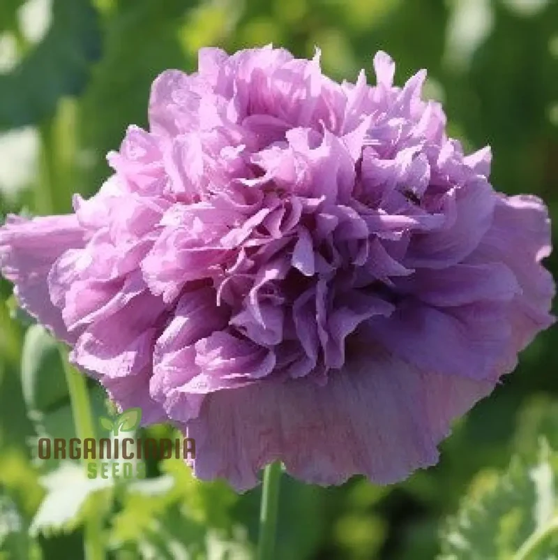 Lavender Double Poppy Flower Seeds, Cultivating Beauty and Tranquility in Your Garden with Expert Planting and Gardening