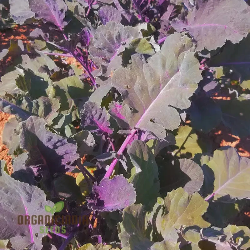 Peking Ta Ching Kou Pai Tsai Seeds for Nutritious Harvests in Your Garden!