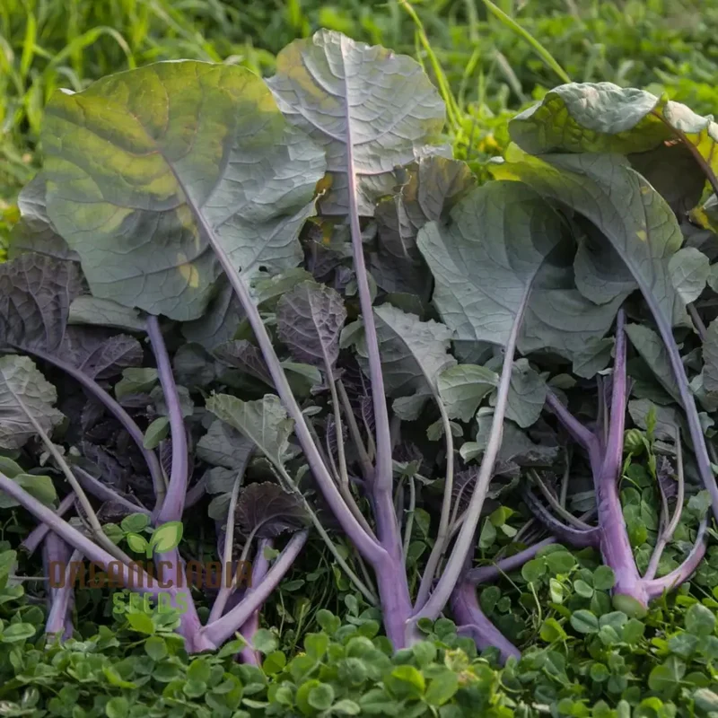 Peking Ta Ching Kou Pai Tsai Seeds for Nutritious Harvests in Your Garden!