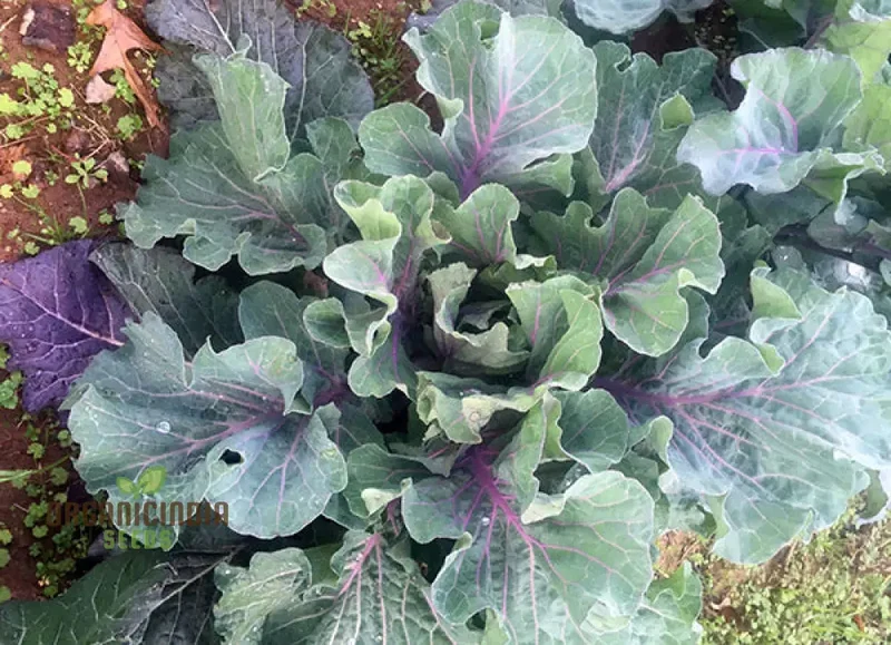 Peking Ta Ching Kou Pai Tsai Seeds for Nutritious Harvests in Your Garden!
